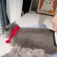 OznerPET®¡Cepillo a Vapor Para Gatos!